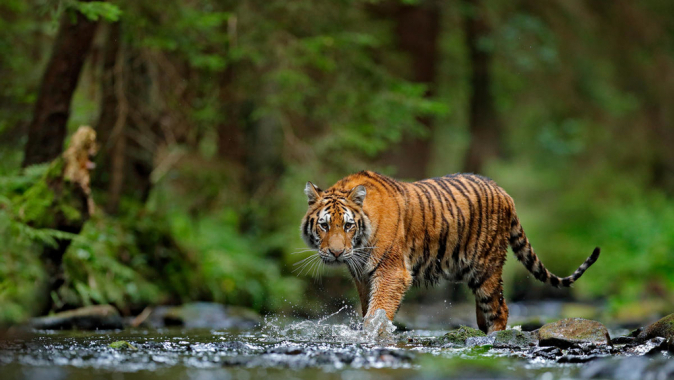 Amur-Tiger schützen