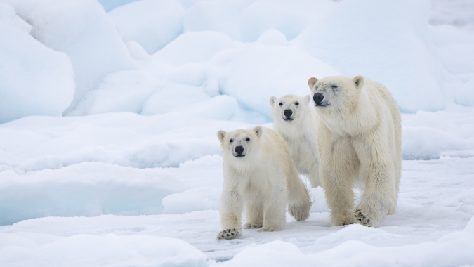 WWF Klimaschutzprojekte