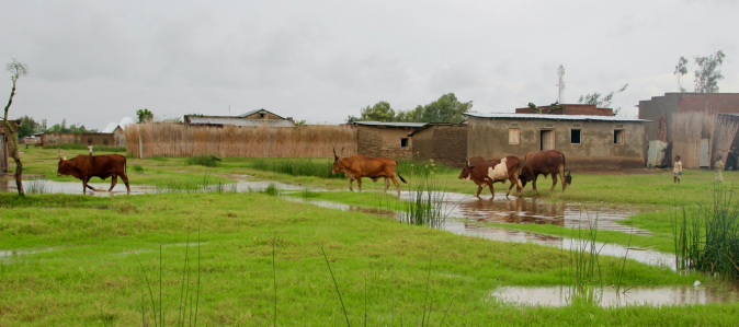 Kühe für Burundi