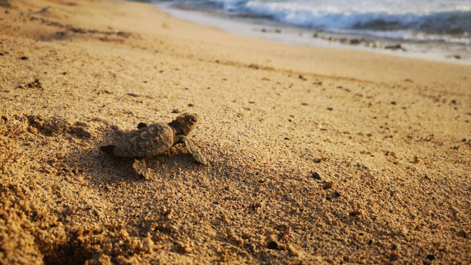 Schutz der Meeresschildkröten vor Wilderei