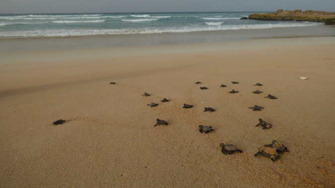 Schutz der Meeresschildkröten vor Wilderei
