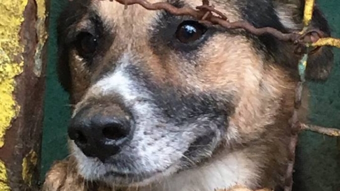 Hilfe für Tierheim Prijatelji