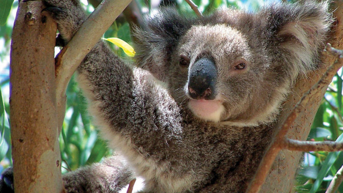 Futterbäume für Koalas