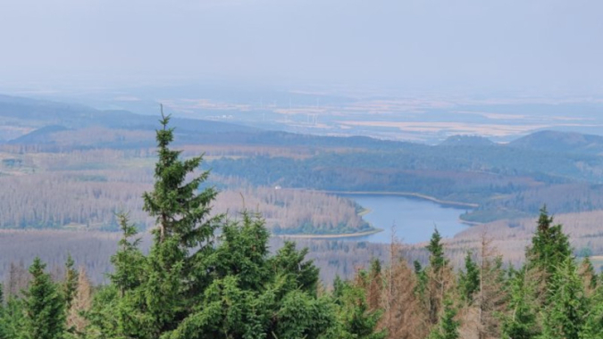 Totholzräumungen im Harz