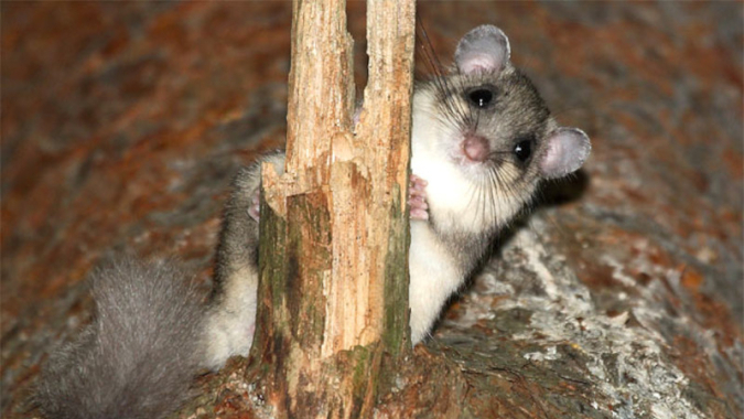 Totholzräumungen im Harz