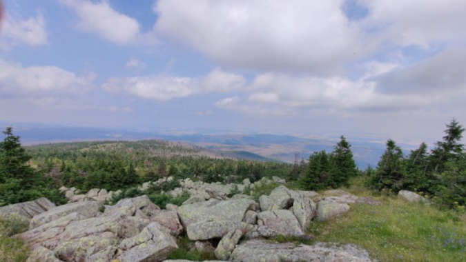 Totholzräumungen im Harz