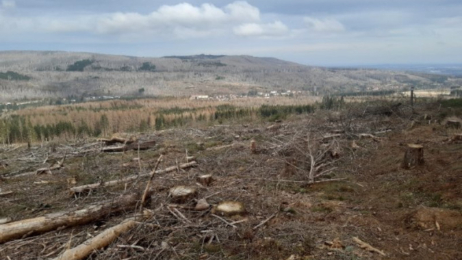 Totholzräumungen im Harz