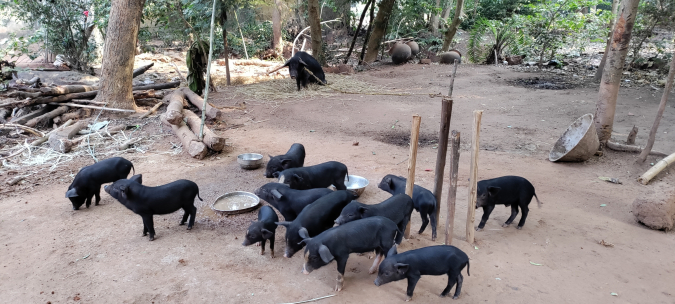 Der Kampf gegen Hunger und Armut erfordert einen ganzheitlichen Ansatz: Bericht aus unserem Projektgebiet im Adivasi-Distrikt Jhargram mit der Partnerorganisation KJKS