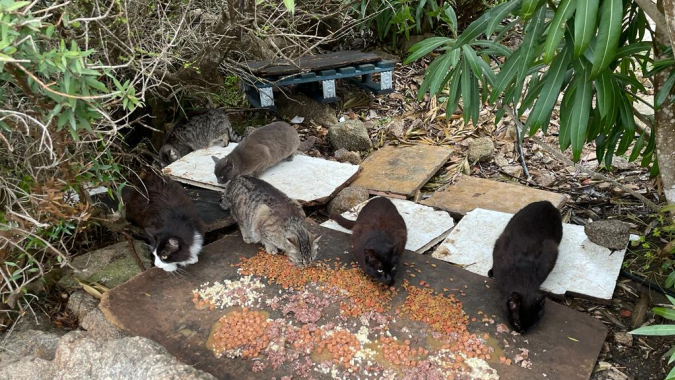 Katzenkolonien auf La Maddalena in Not!