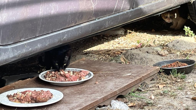 Katzenkolonien auf La Maddalena in Not!