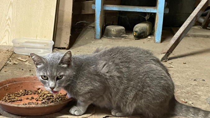 Katzenkolonien auf La Maddalena in Not!