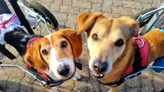 Ausbau der Hunde-Ausläufe