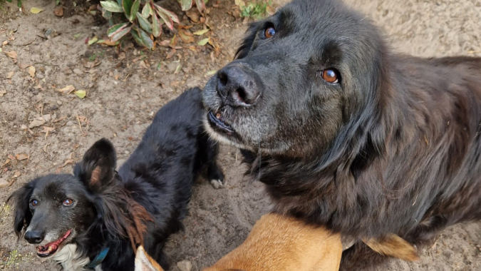 Ausbau der Hunde-Ausläufe