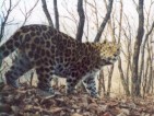 Russland: Schutz des Amur-Leoparden