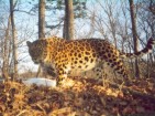 Russland: Schutz des Amur-Leoparden