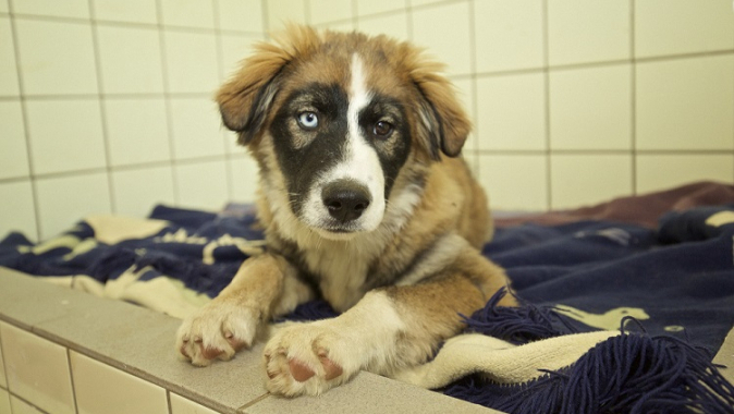 Tierschutz mit Herz und Verstand