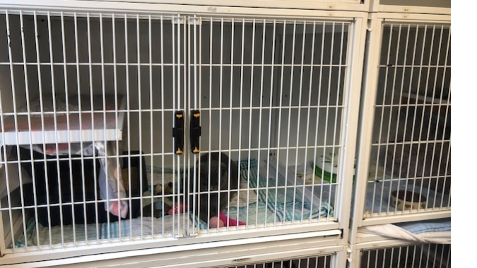 Wir wünschen uns neue Quarantänetürme für unser Tierheim!