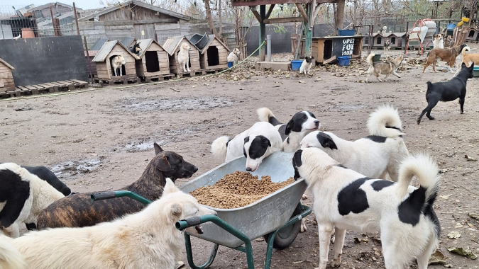 Versorgung unserer Hunde und Katzen - unsere Näpfe dürfen nicht leer bleiben