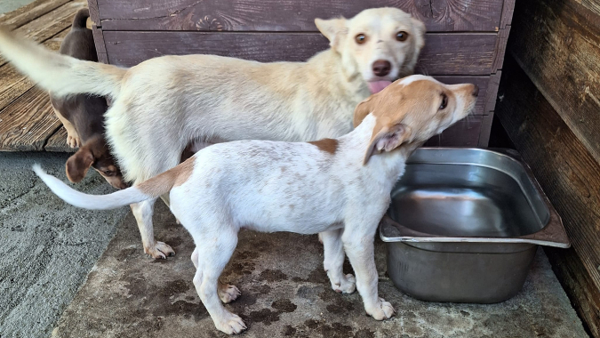 Versorgung unserer Hunde und Katzen - unsere Näpfe dürfen nicht leer bleiben