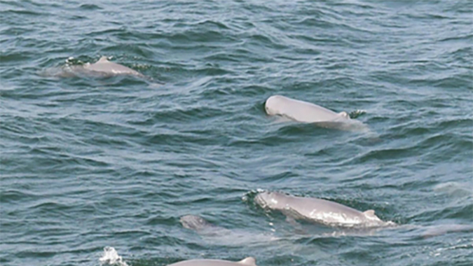 Kambodscha: Schutz für die Irrawaddy-Delfin-Population
