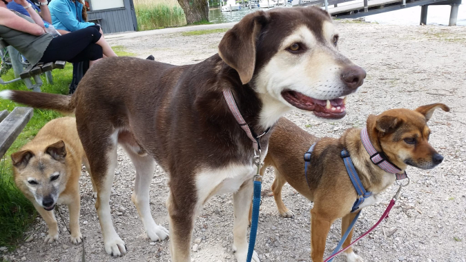 Rette einen Hund