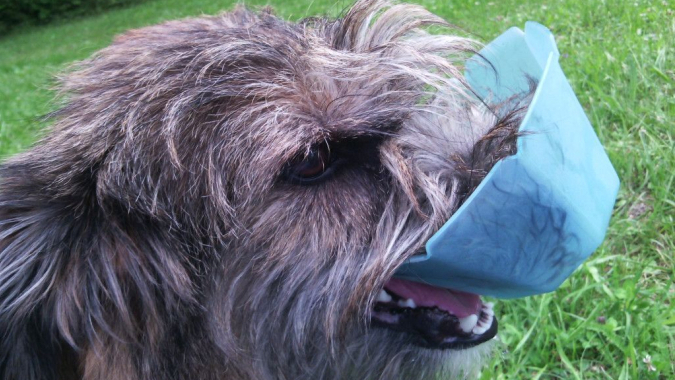 Rette einen Hund
