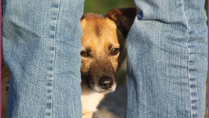 Rette einen Hund