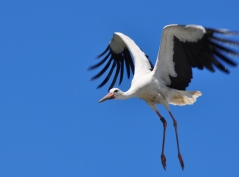 Zugvogel-Schutz