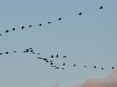 Zugvogel-Schutz