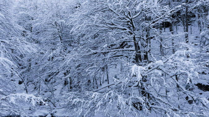 Urwald-Schutz