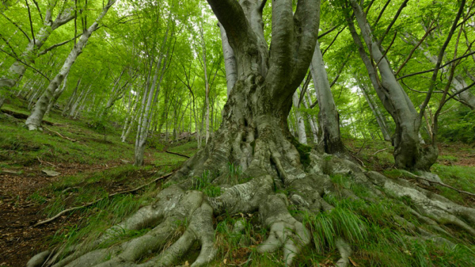 Urwald-Schutz