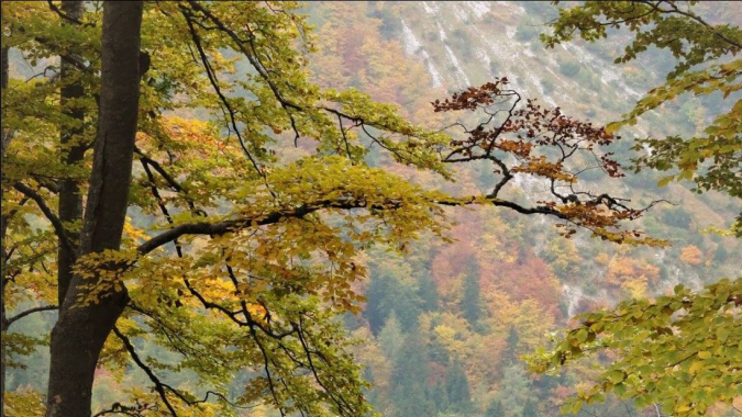 Urwald-Schutz