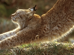 Luchs-Schutz