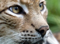 Luchs-Schutz