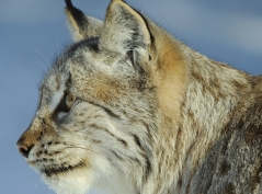 Luchs-Schutz