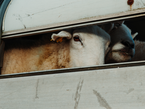 Tiere sind nicht dazu da, dass wir sie anziehen