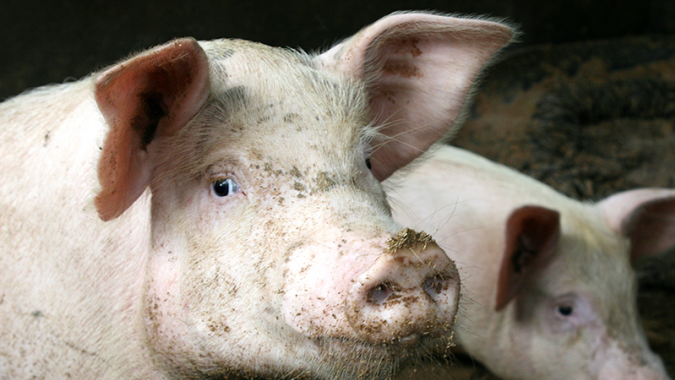 Tiere sind nicht dazu da, dass wir sie essen