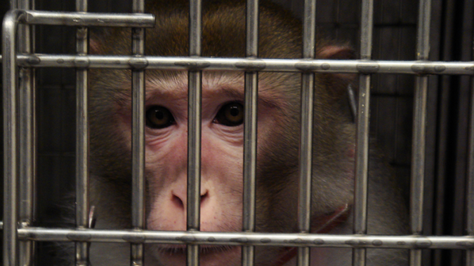 Tiere sind nicht dazu da, dass wir an ihnen experimentieren