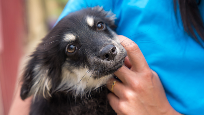 PETA HELPS ROMANIA