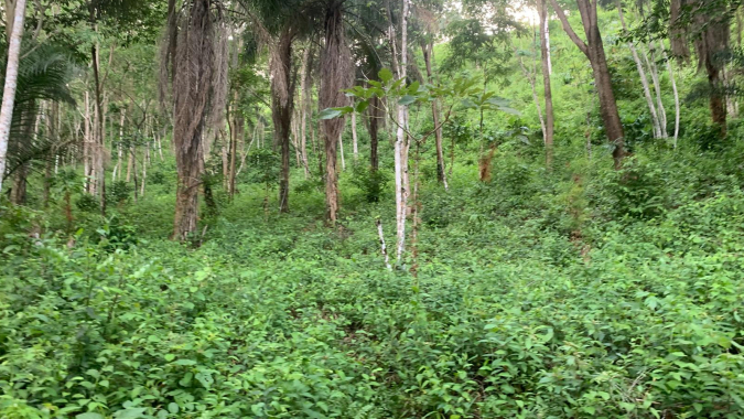 Tierra Madre Projekt - Landkauf und Regenwaldaufforstung