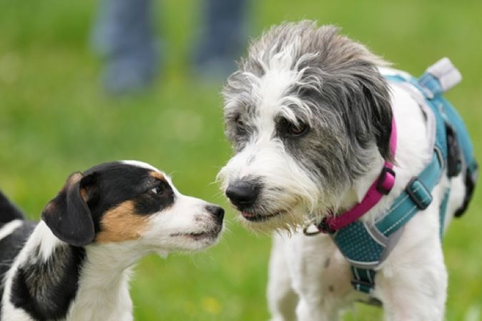 Außenanlagen Hundeausläufe