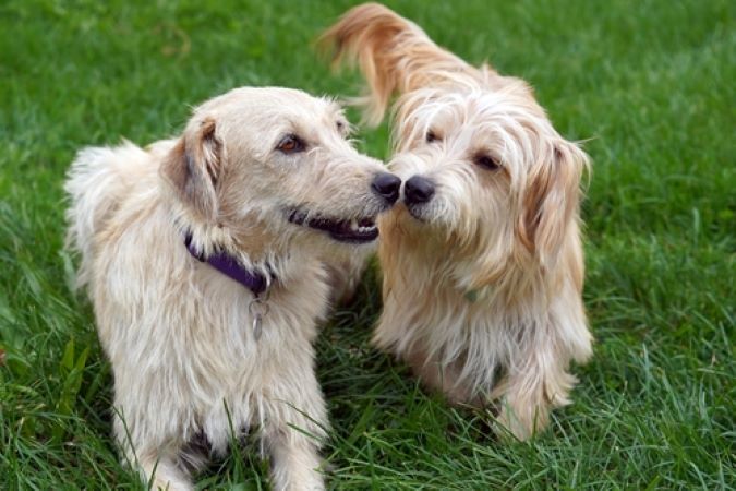 Außenanlagen Hundeausläufe