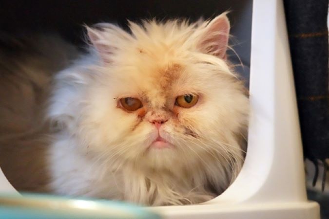 Katzenkranken- und Isolierstation