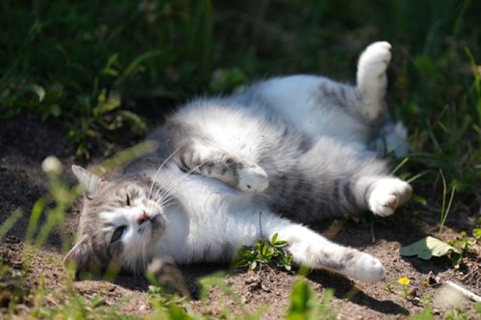 Katzenkranken- und Isolierstation