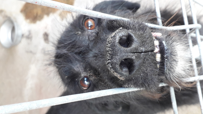 Pensions-/Unterhaltskosten für gerettete Hunde