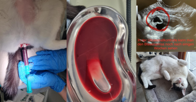 Notfall des Monats: Kater Idefix braucht unsere Hilfe!