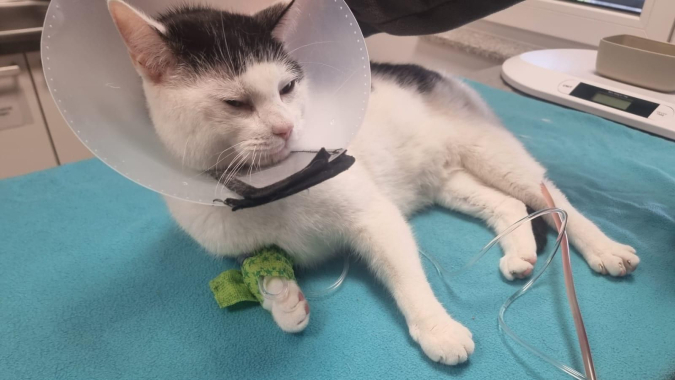 Notfall des Monats: Kater Idefix braucht unsere Hilfe!