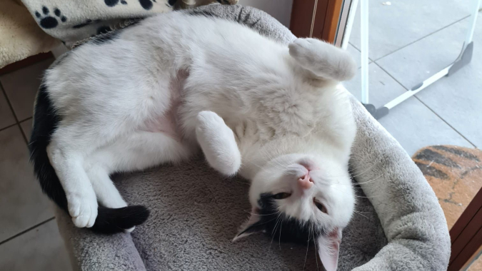 Notfall des Monats: Kater Idefix braucht unsere Hilfe!