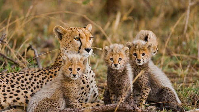 Geparden-Schutz - der Cheetah Conservation Fund in Namibia