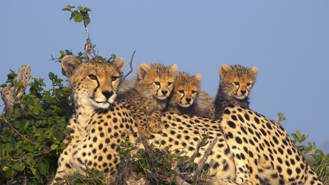 Matto Barfuss Conservation Trust - Wildlife Education in Botswana